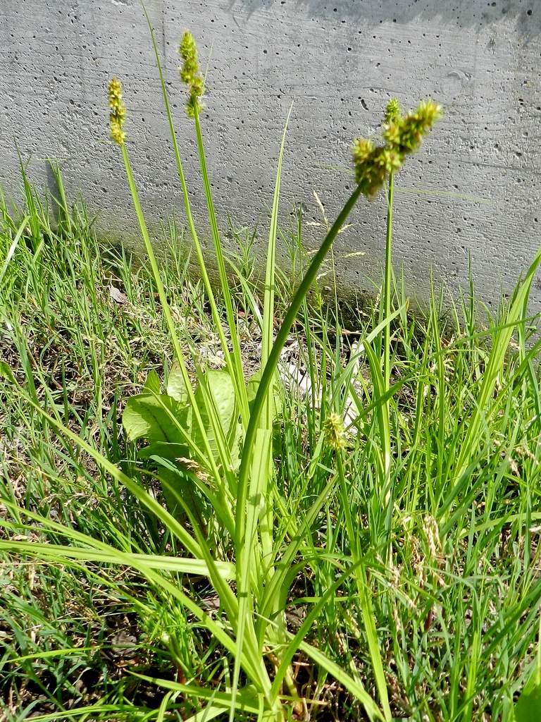 Carex cuprina